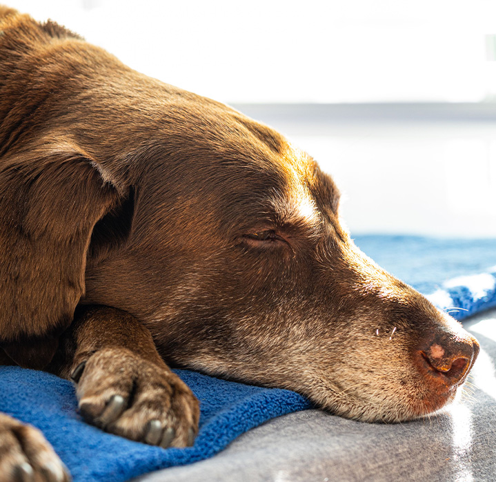 Brown dog sleeping on blue towel
