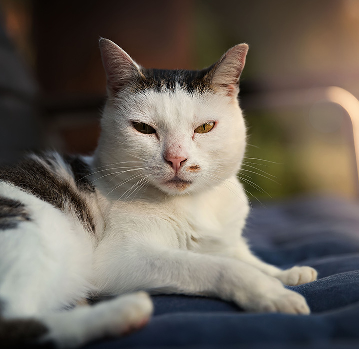 White and black sitting on cushion