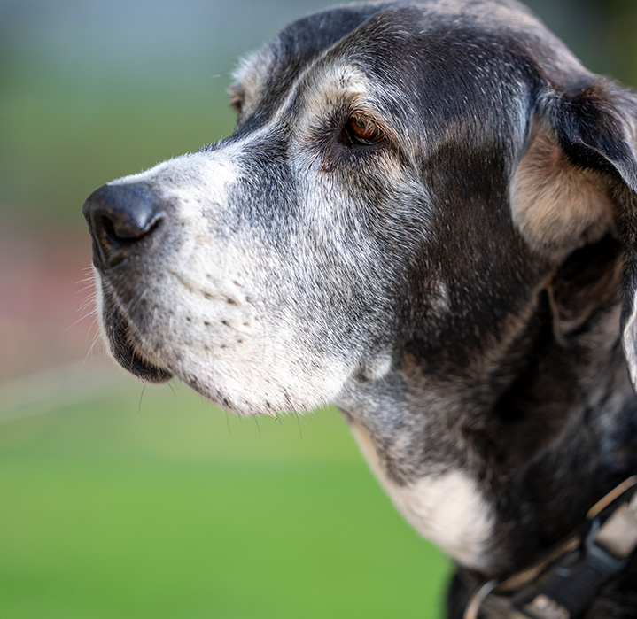 Black and white dog