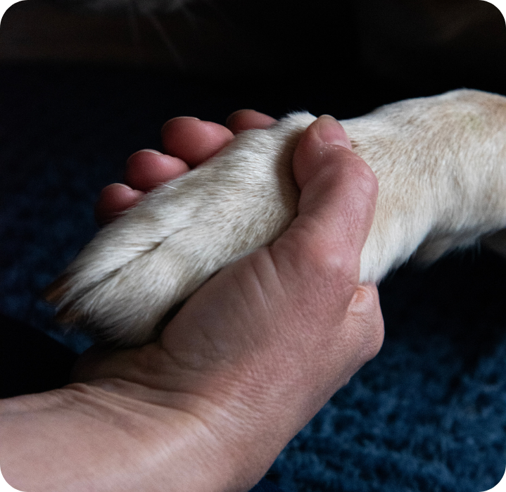 home euthanasia